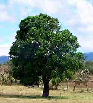 Arbol de Mango