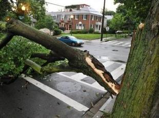 Parte de un árbol arrancada por un tornado en EEUU